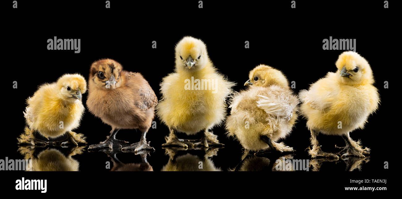 Five Silkie chicks on black background Stock Photo