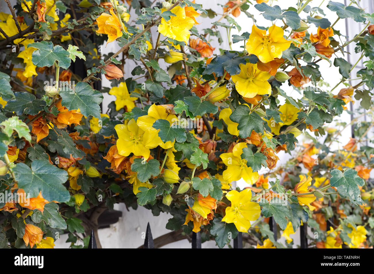Marmalade Bush High Resolution Stock Photography and Images Alamy