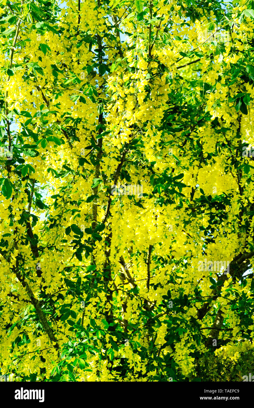 Laburnum trees in full flower - John Gollop Stock Photo