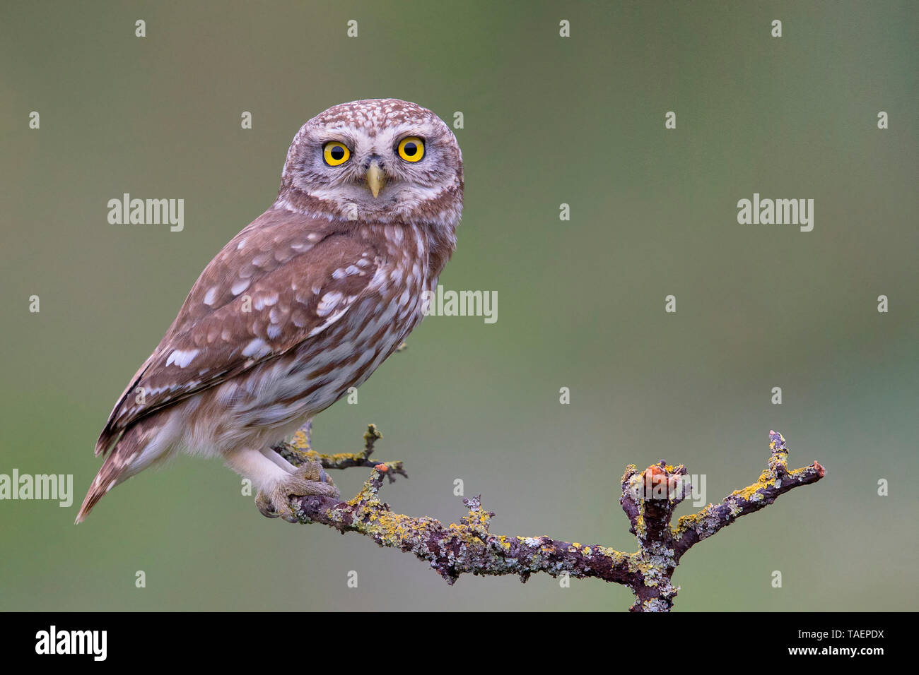 Little Owl (Athene noctua), Basilicata, Italy Stock Photo