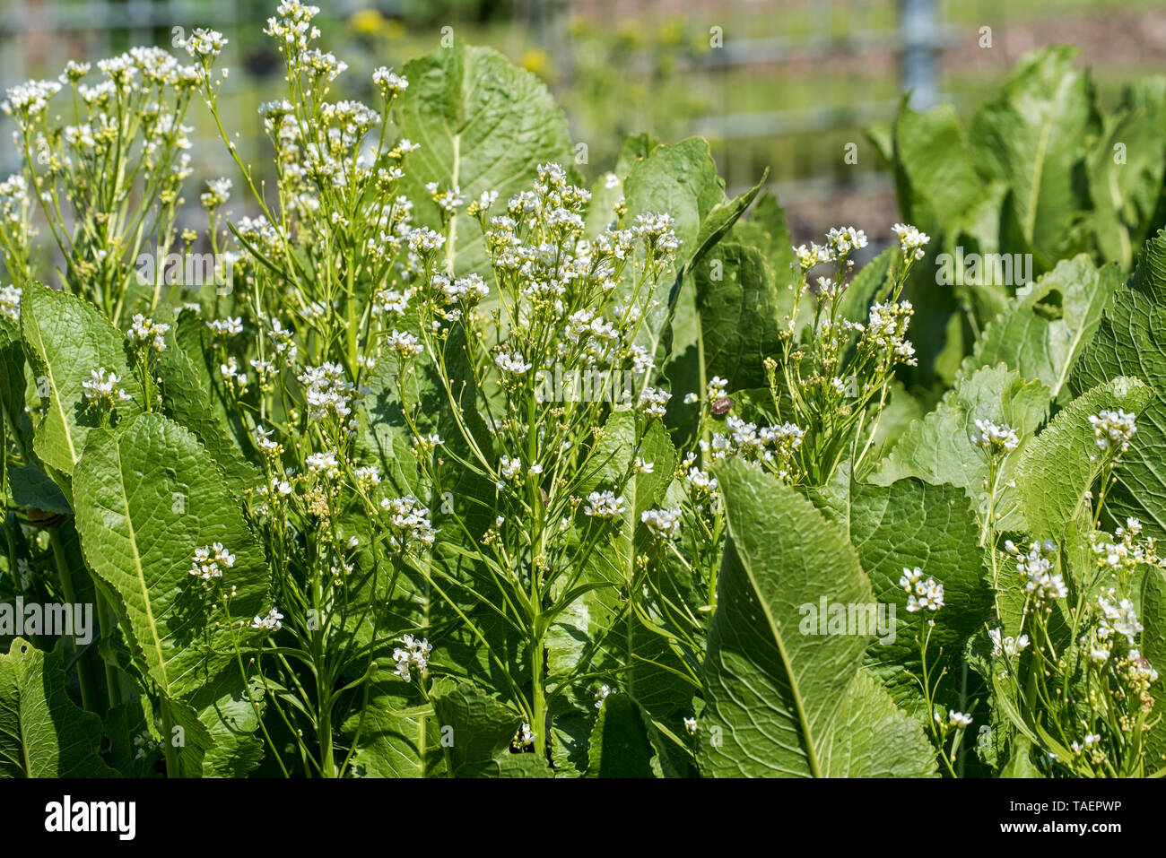 Horseradish (Armoracia rusticana / Cochlearia armoracia) in flower, native to southeastern Europe and western Asia Stock Photo