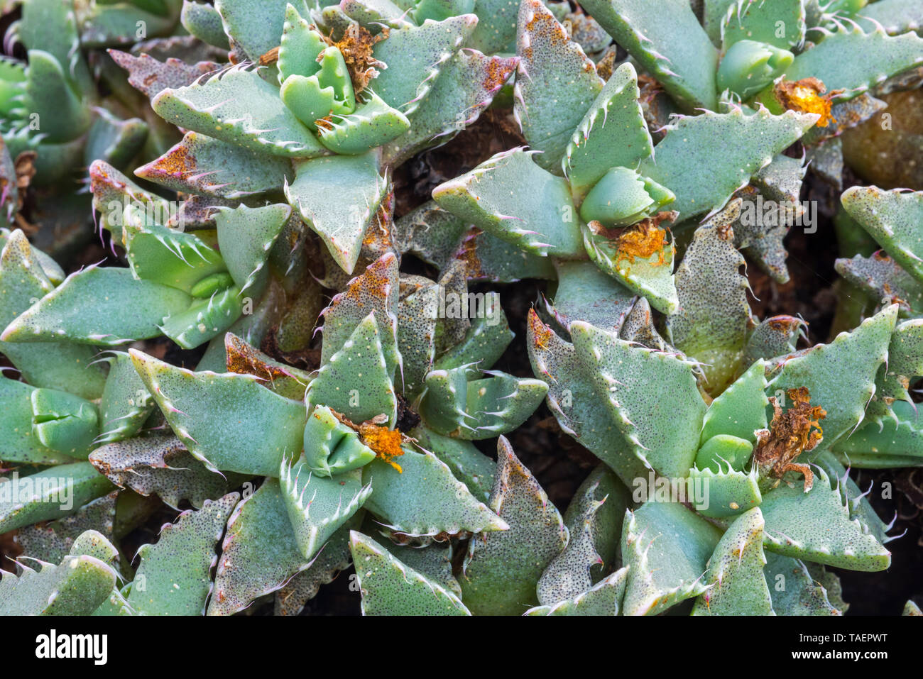 Tiger Jaws (Faucaria felina) succulent plant endemic to South Africa Stock Photo