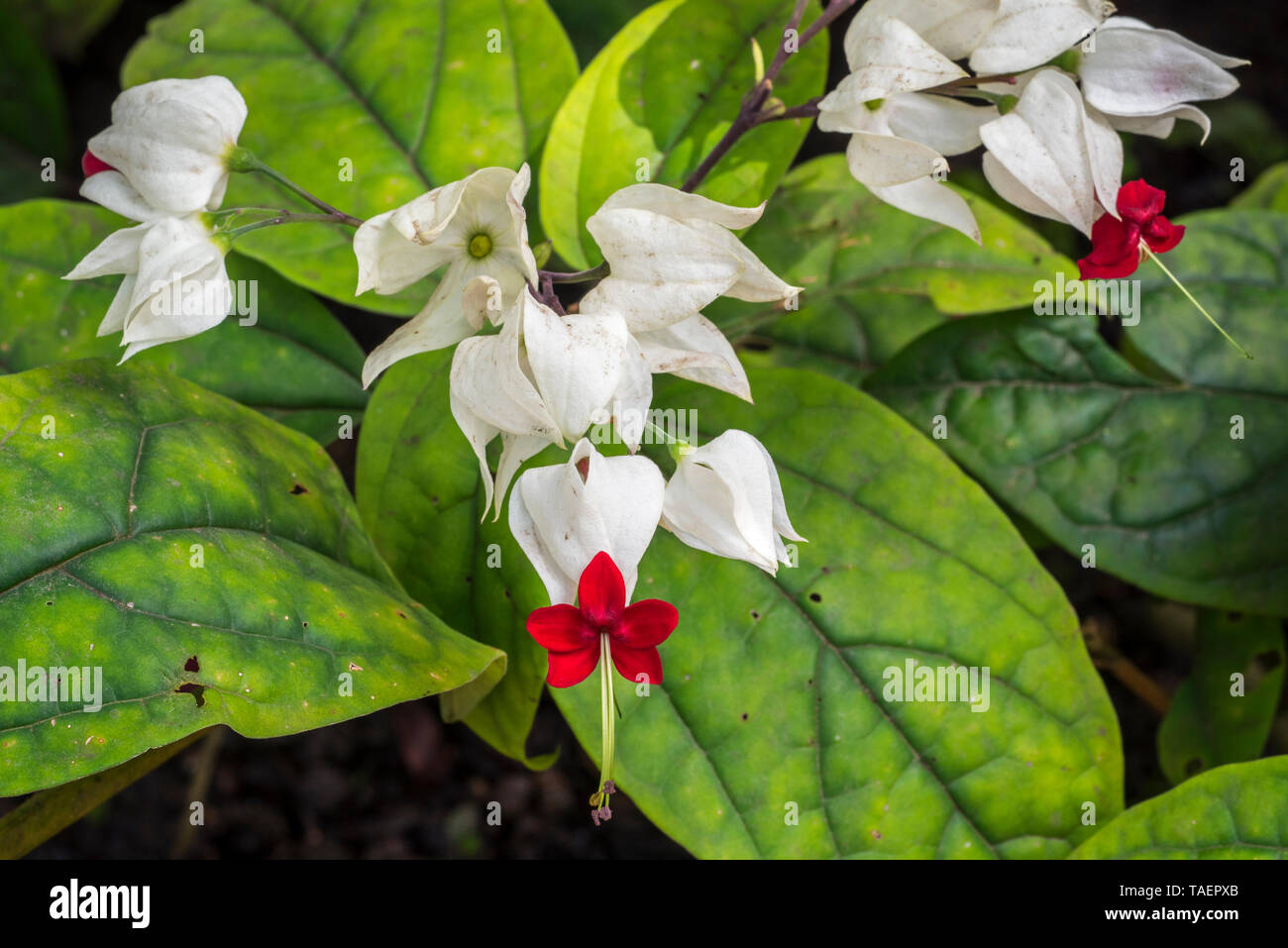 Bleeding glory-bower / bagflower / bleeding-heart vine (Clerodendrum thomsoniae) in flower, evergreen liana native to tropical West Africa Stock Photo