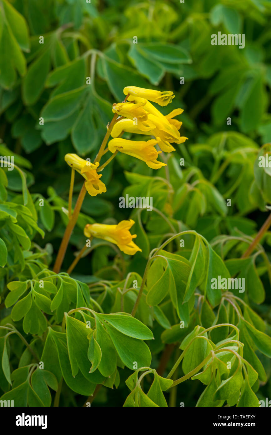 Rock fumewort / yellow corydalis (Pseudofumaria lutea / Corydalis lutea) in flower, native to the western and central Alps of Italy and Switzerland Stock Photo