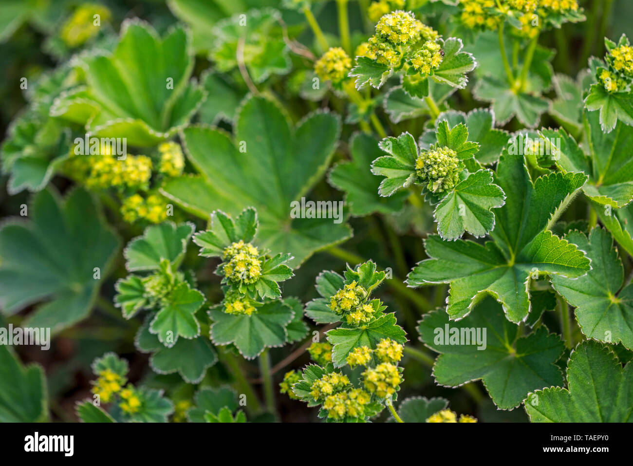 Lady's Mantle (Alchemilla splendens) in flower Stock Photo