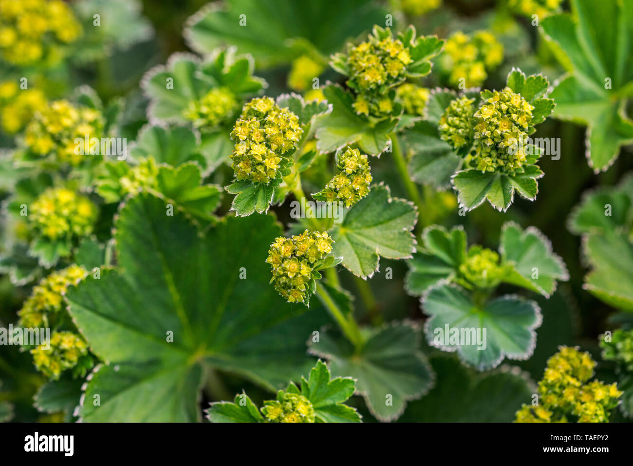 Lady's Mantle (Alchemilla splendens) in flower Stock Photo