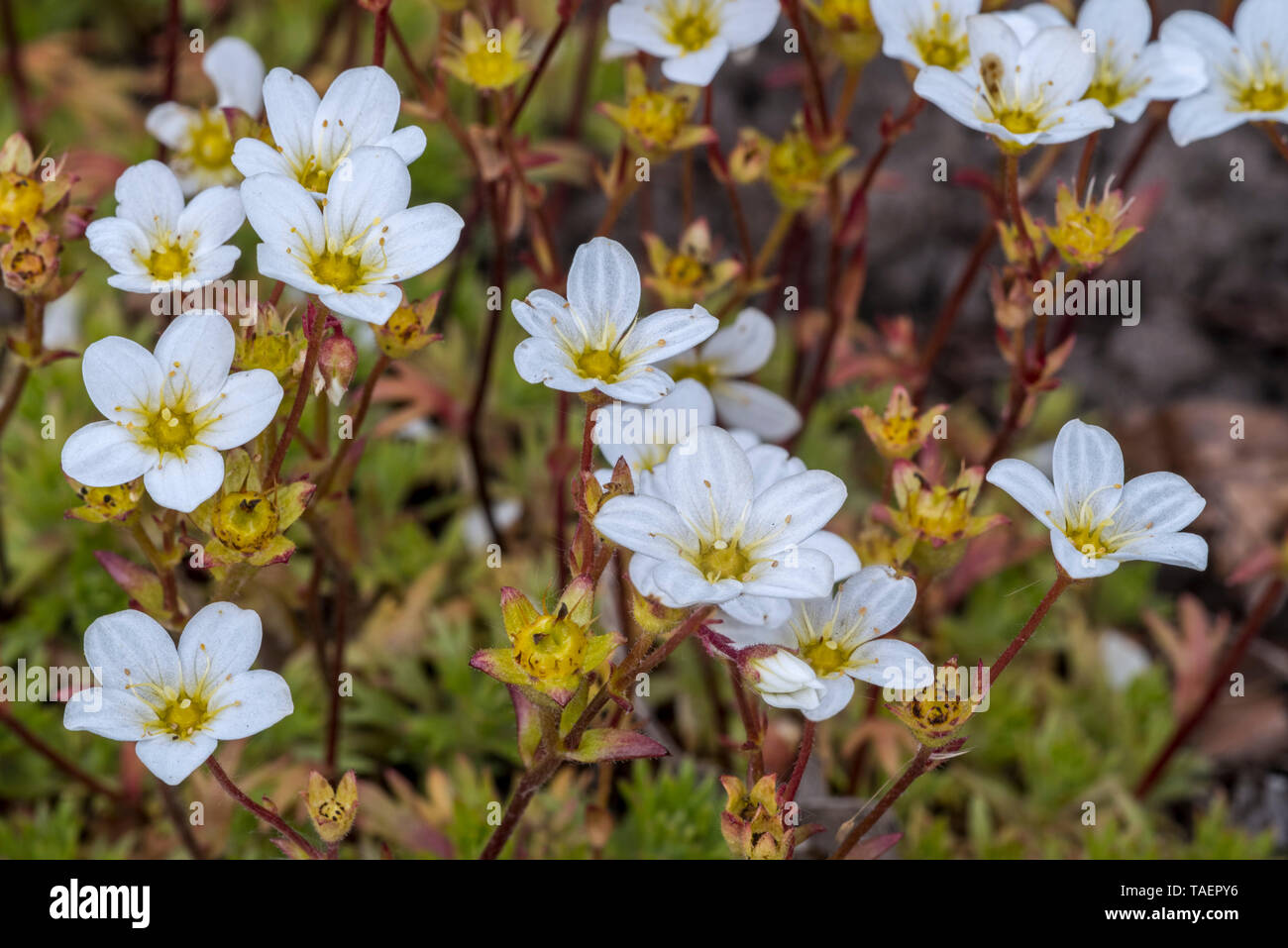 Mossy saxifrage / Dovedale moss (Saxifraga hypnoides) in flower Stock Photo