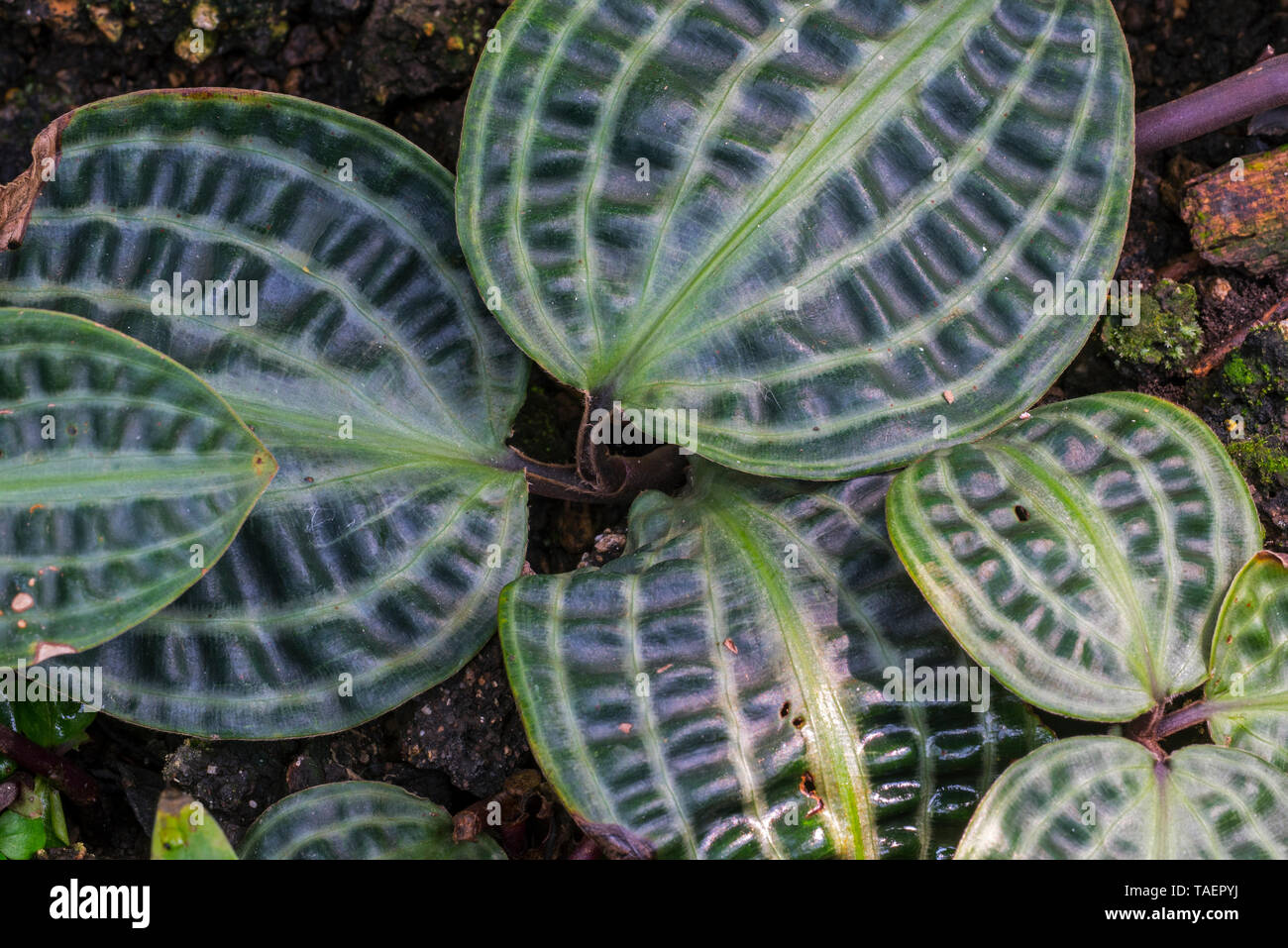 Seersucker plant (Geogenanthus poeppigii), native to Amazonia Stock Photo