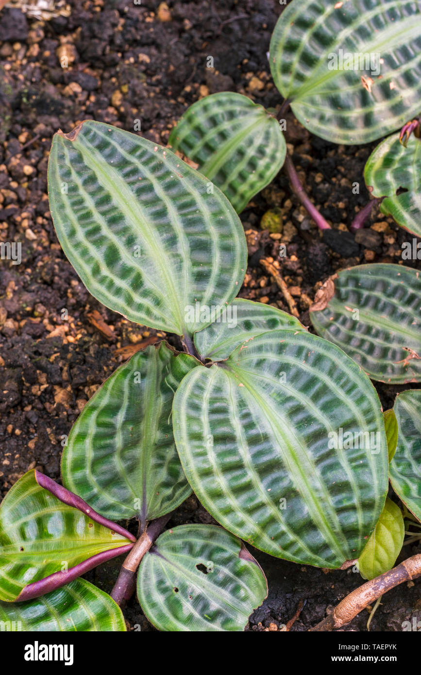 Seersucker plant (Geogenanthus poeppigii), native to Amazonia Stock Photo