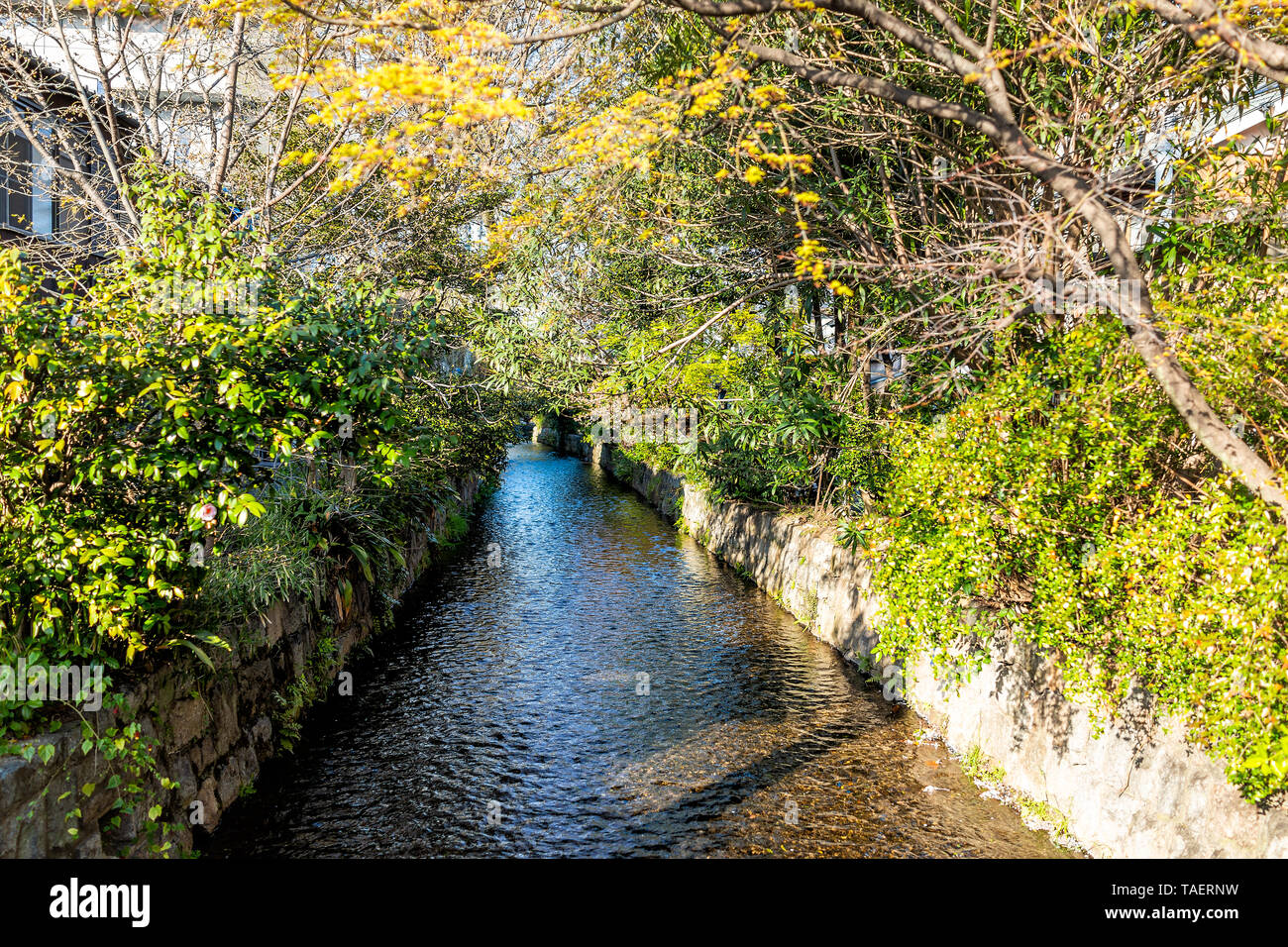 Kyoto Residential Neighborhood In Spring With Takase River Canal Water In April In Japan On Sunny Day With Green Trees Stock Photo Alamy Kyoto Residential Neighborhood In Spring With Takase River Canal Water In April In Japan On Sunny Day With Green Trees Stock Photo Alamy