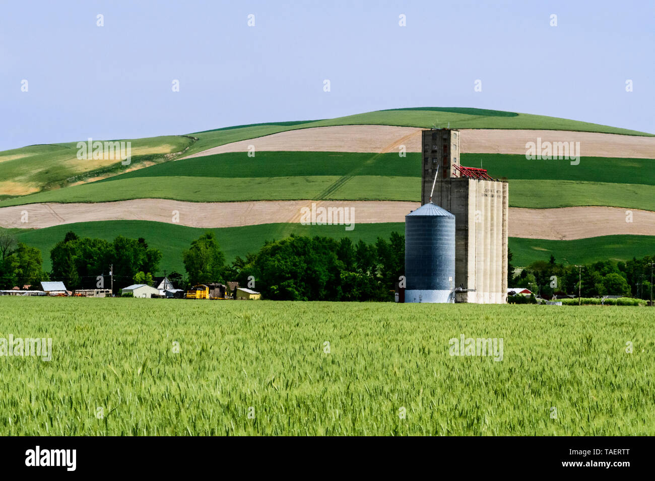Grain elevators in a field near Prescott, Washington State, USA Stock