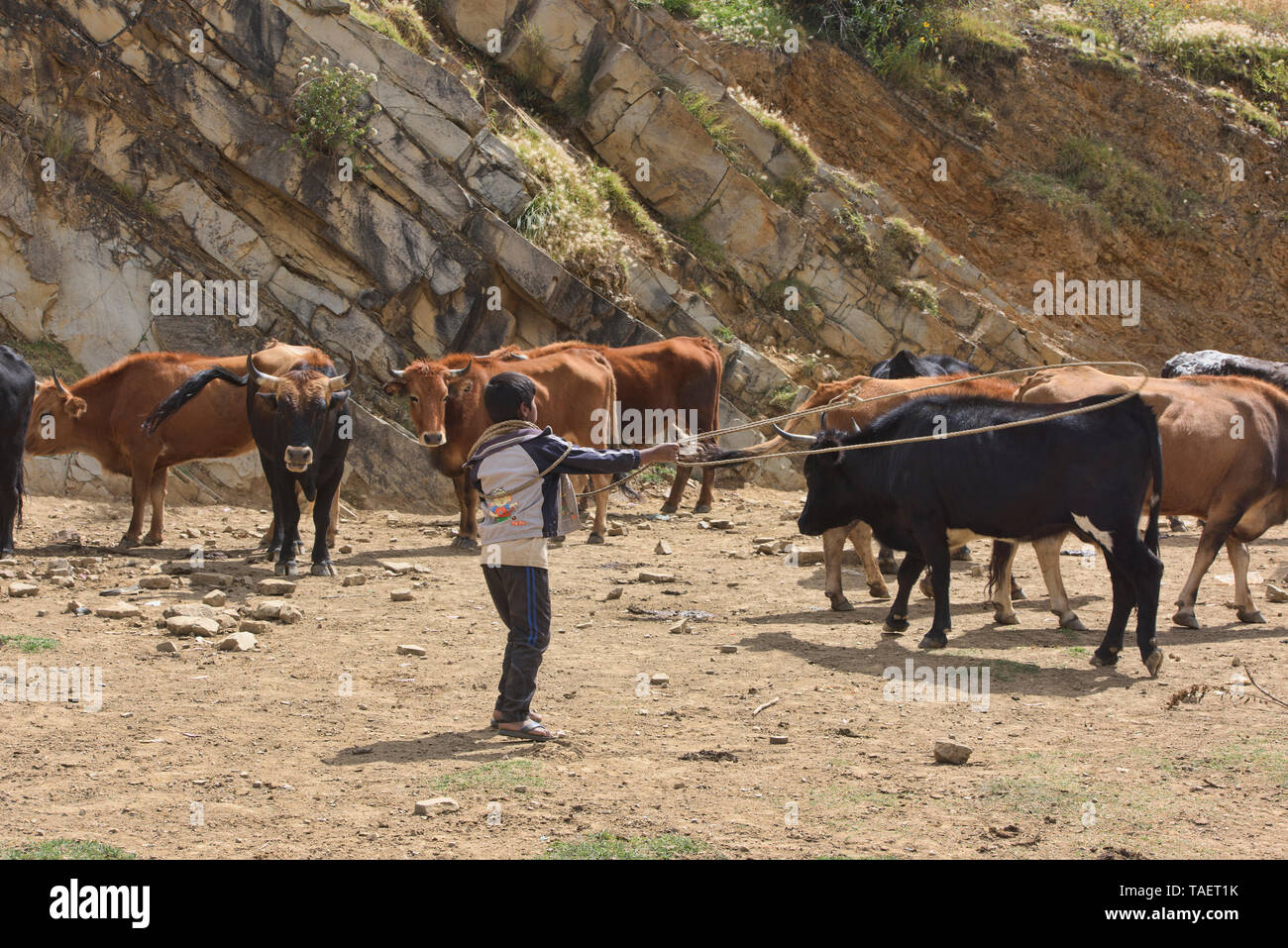 Boy lassoing cows, Tarabuco, Bolivia Stock Photo