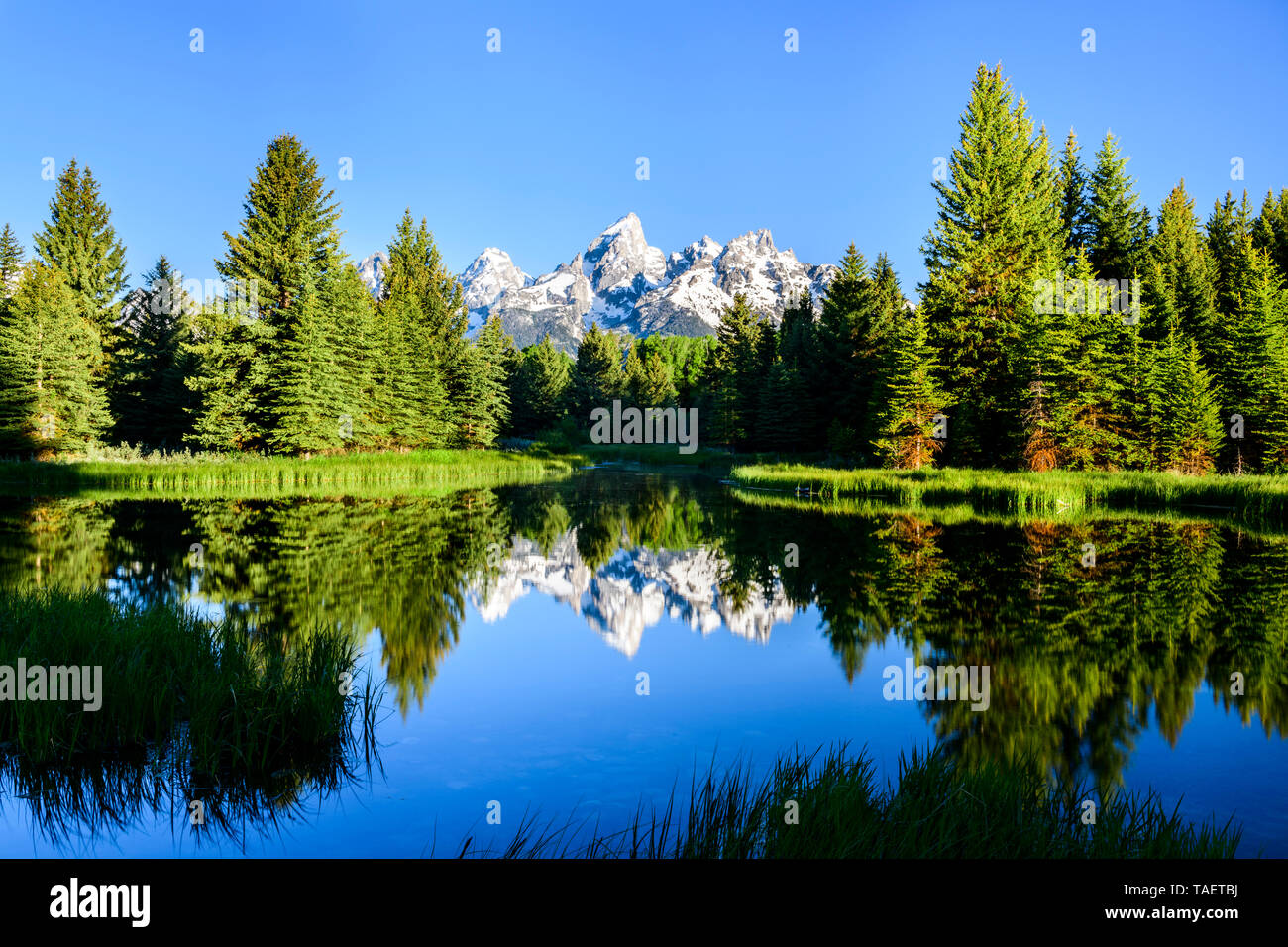 The Grand Tetons reflect in a pond at Schwabacher Landing in Grand Teton National Park near Jackson Hole, Wyoming USA Stock Photo