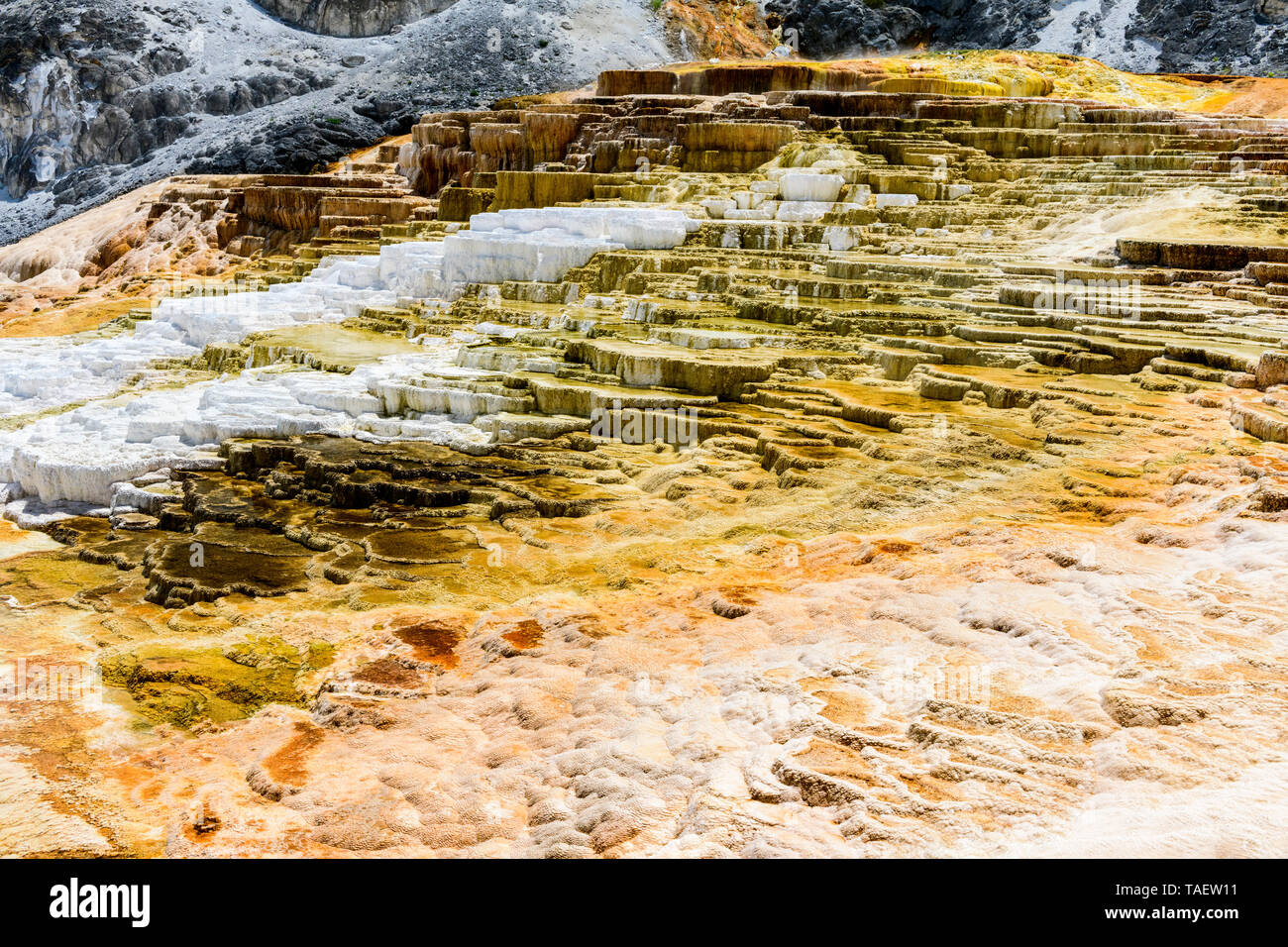 Limestone rock formations at Mammoth Hot Springs in Yellowstone National Park in Wyoming USA. Stock Photo