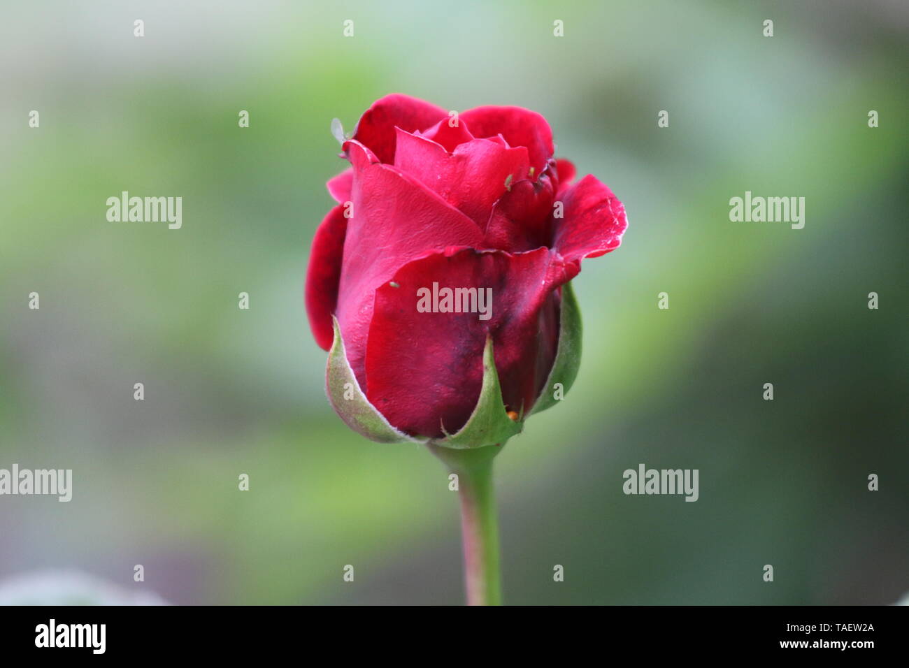 Opening late hi-res stock photography and images - Alamy