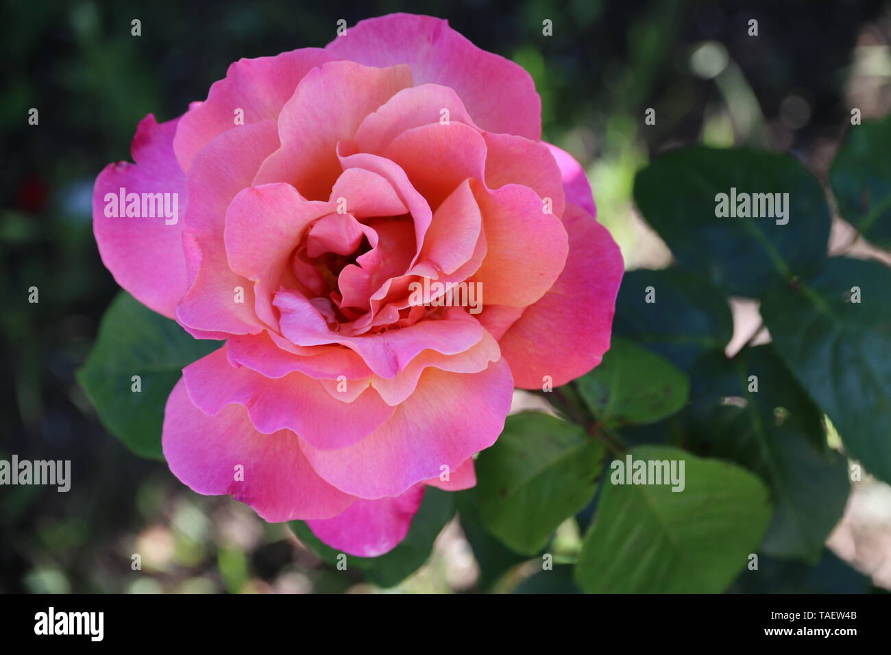 Close look of a beautiful flowering pink rose at late spring in the ...