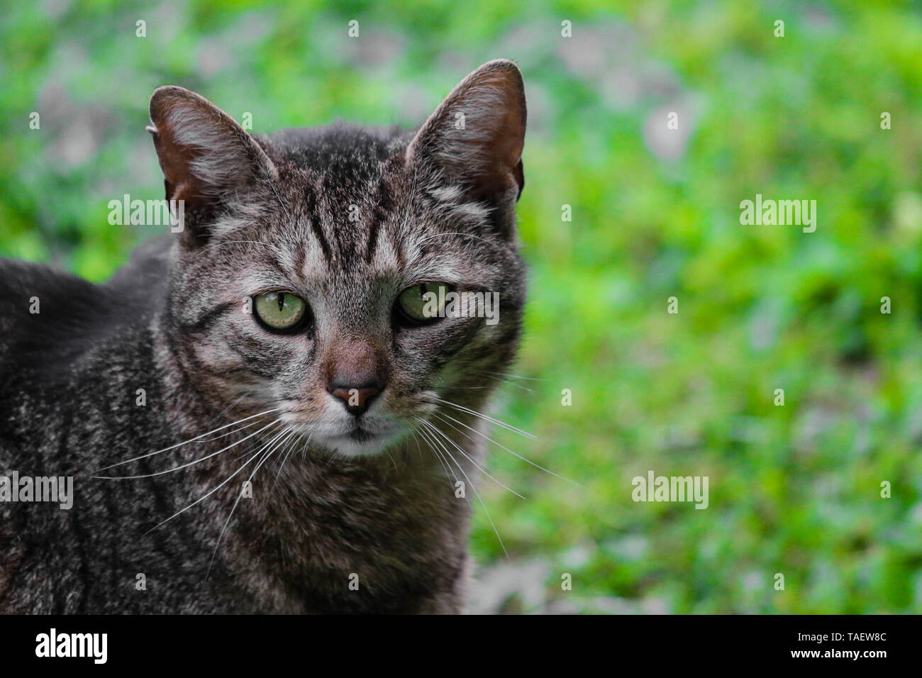 Guess The Animal High Resolution Stock Photography and Images - Alamy