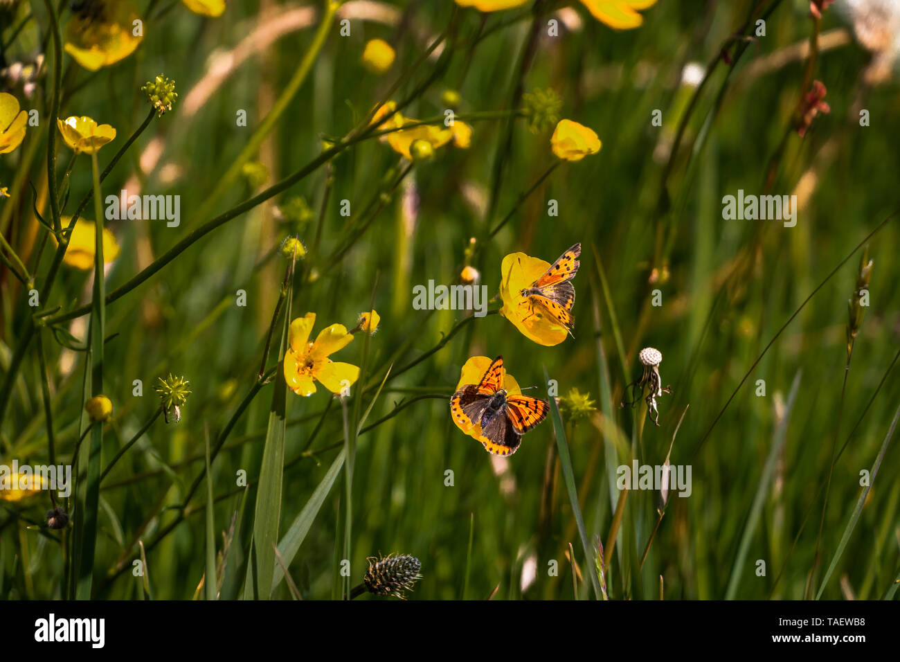 Little coppers on a buttercup flower, province Friesland, region Gaasterland Stock Photo