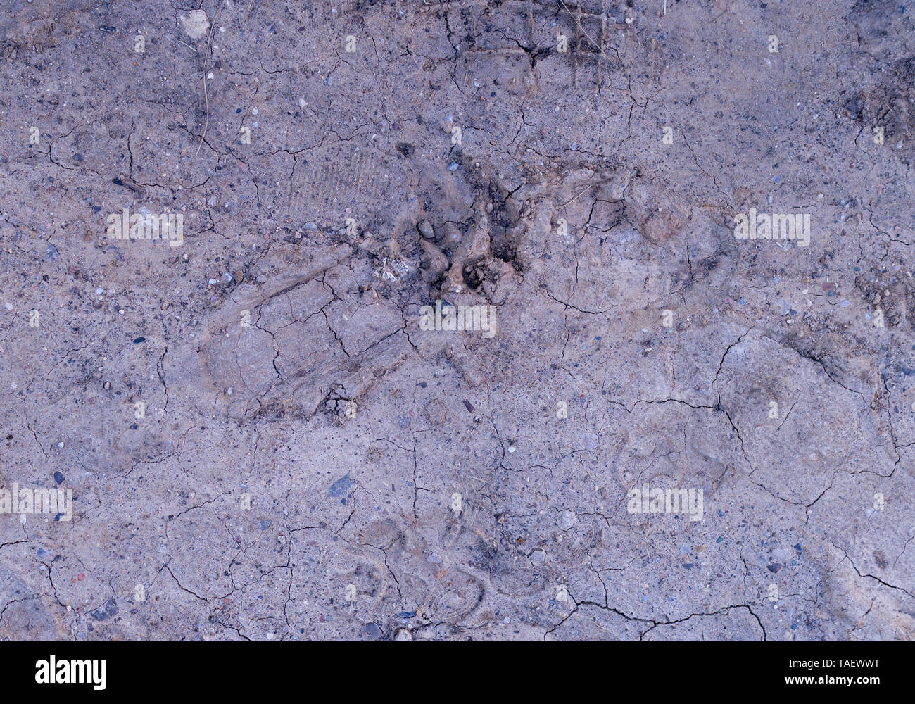 dog paw prints in the soft dirt. background, natural. Stock Photo