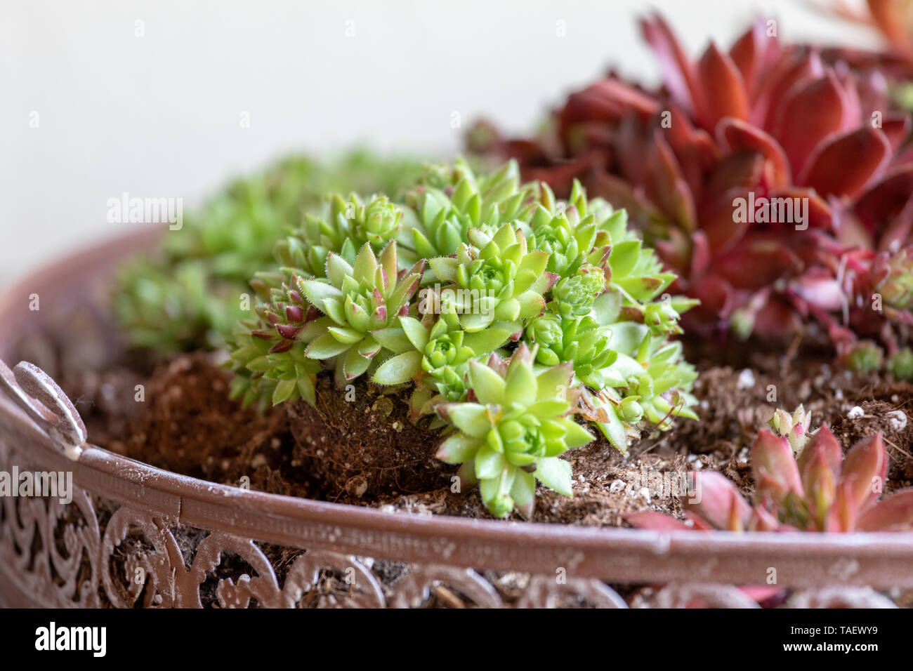 Different houseleek plants, Sempervivum genus, growing in a ceramic pot, ornamental detail in the urban garden Stock Photo