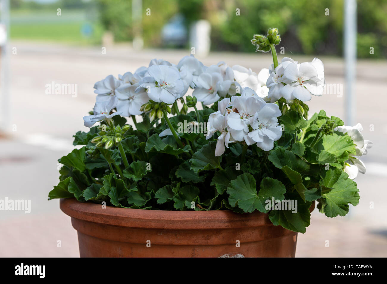 Geranium pelargonium with white flowers also known as cardinal, common ...