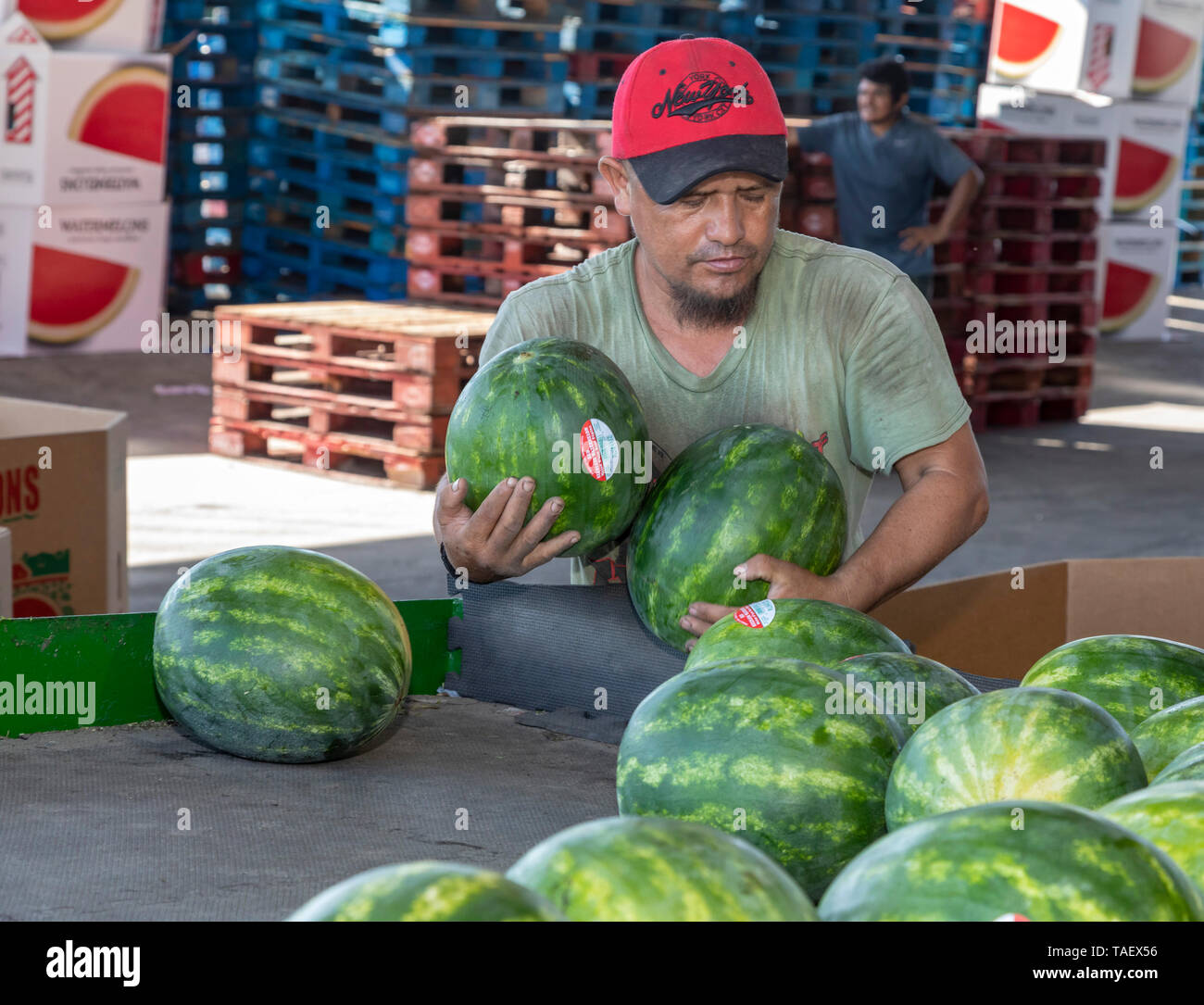 Immokalee, Florida Workers from PequeÃ±o Harvesting pack watermelons