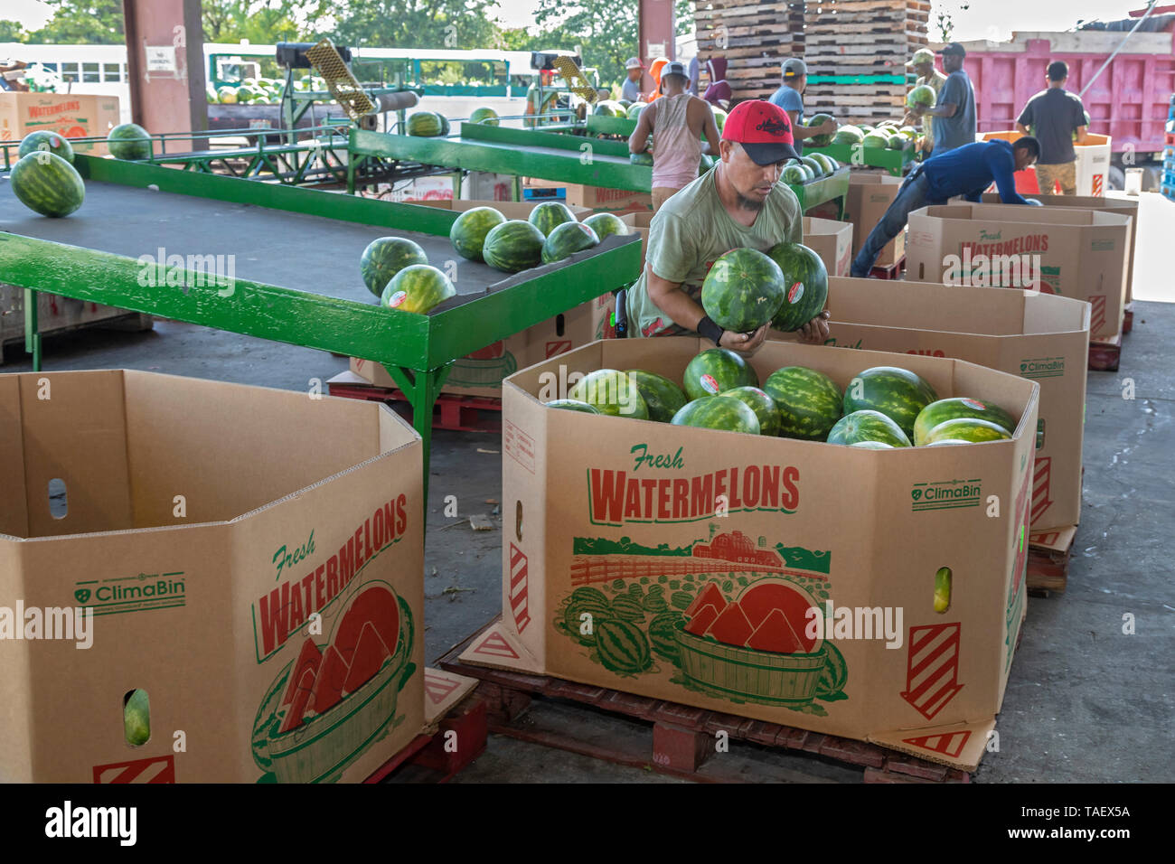 Immokalee, Florida Workers from PequeÃ±o Harvesting pack watermelons