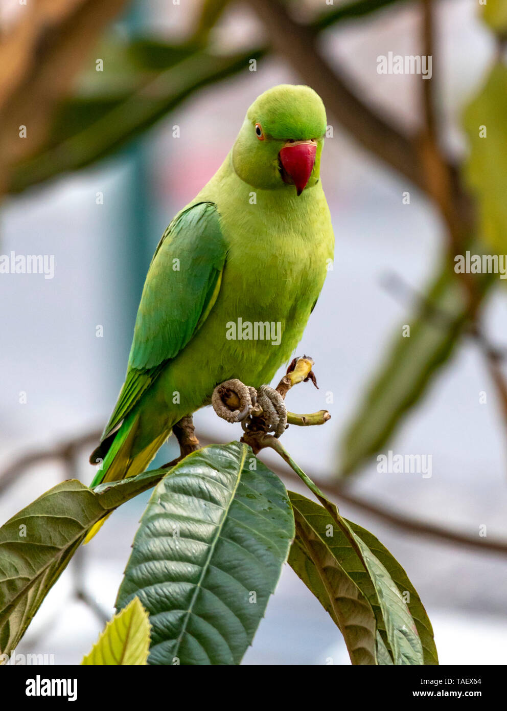 a beautiful green parrot Stock Photo - Alamy