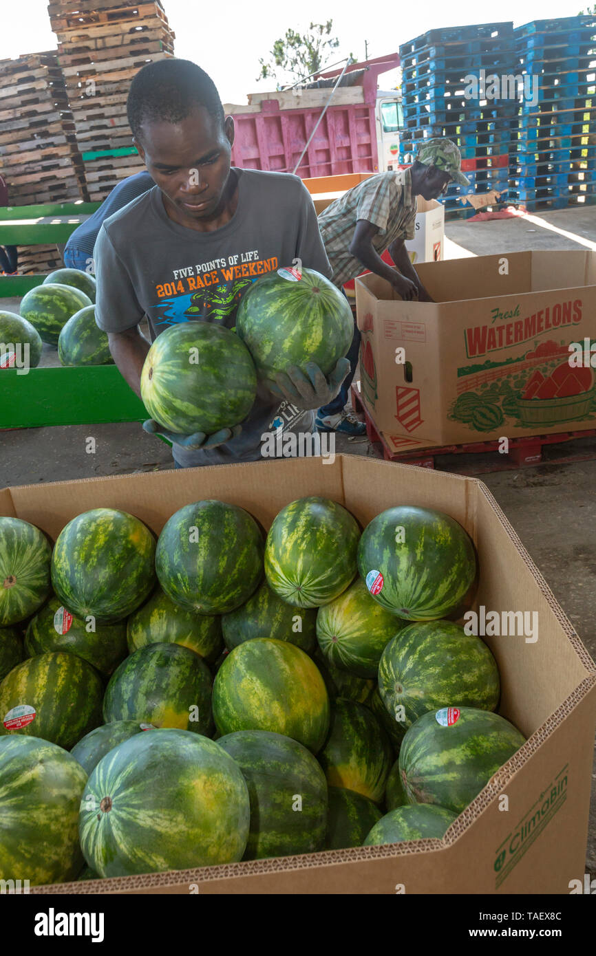 Immokalee, Florida Workers from PequeÃ±o Harvesting pack watermelons