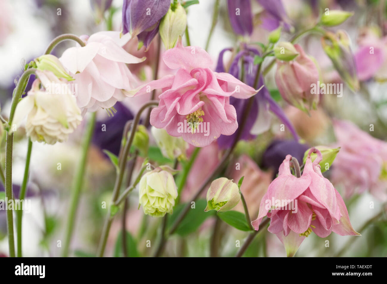 Aquilegia vulgaris.  Columbine flowers. Stock Photo
