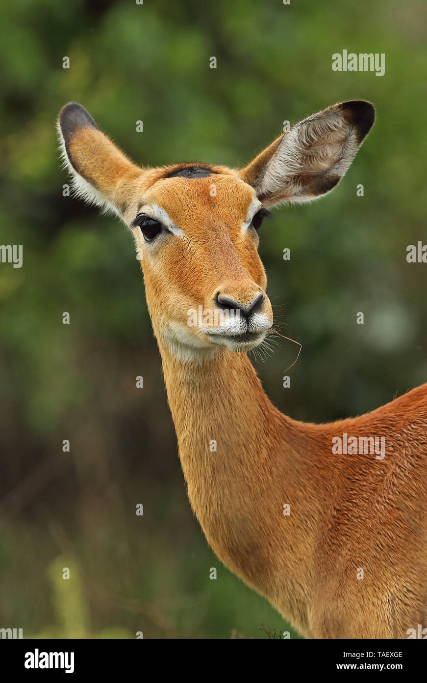Impala Female High Resolution Stock Photography and Images - Alamy