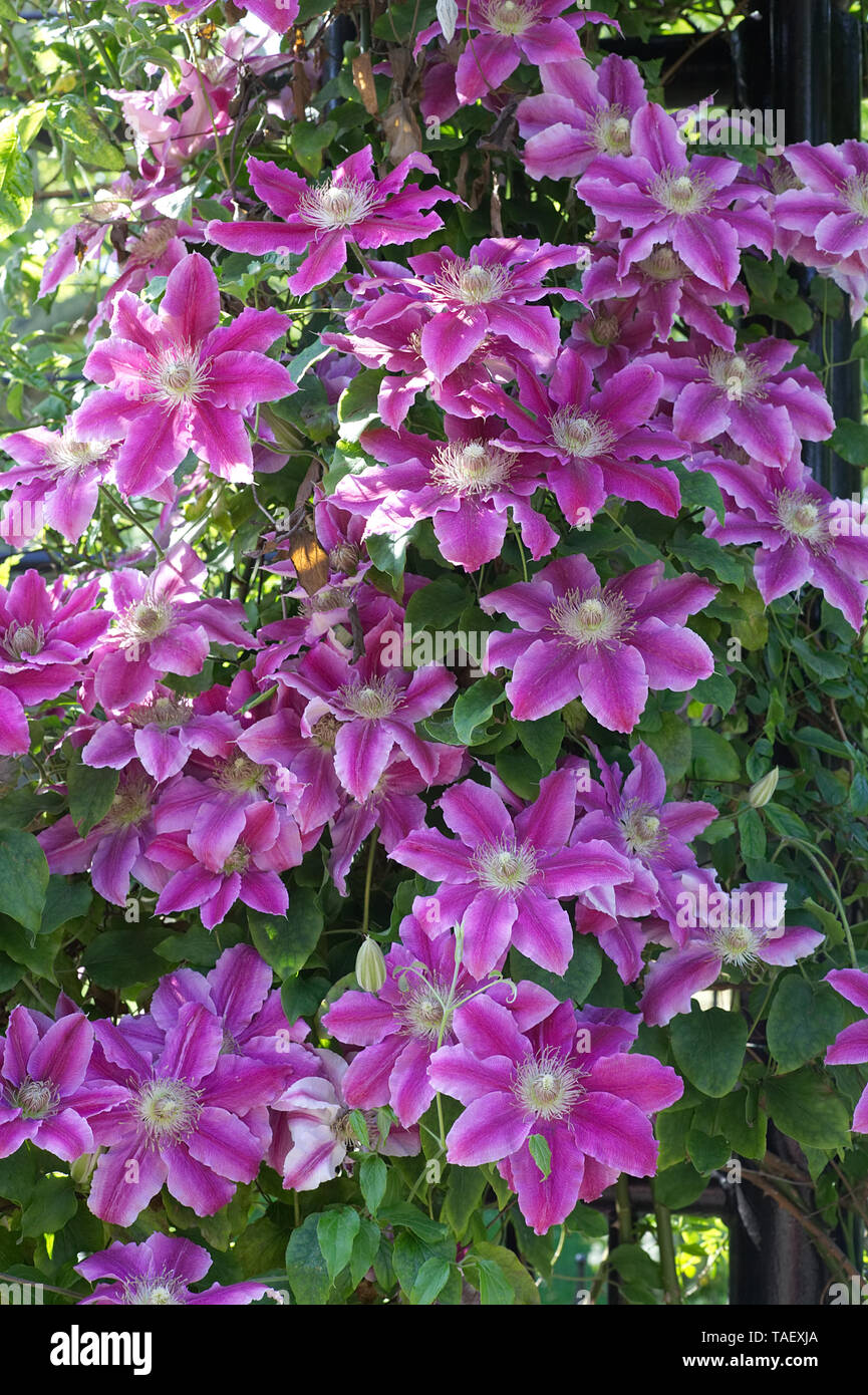 Large-flowered clematis 'Dr Ruppel' Stock Photo