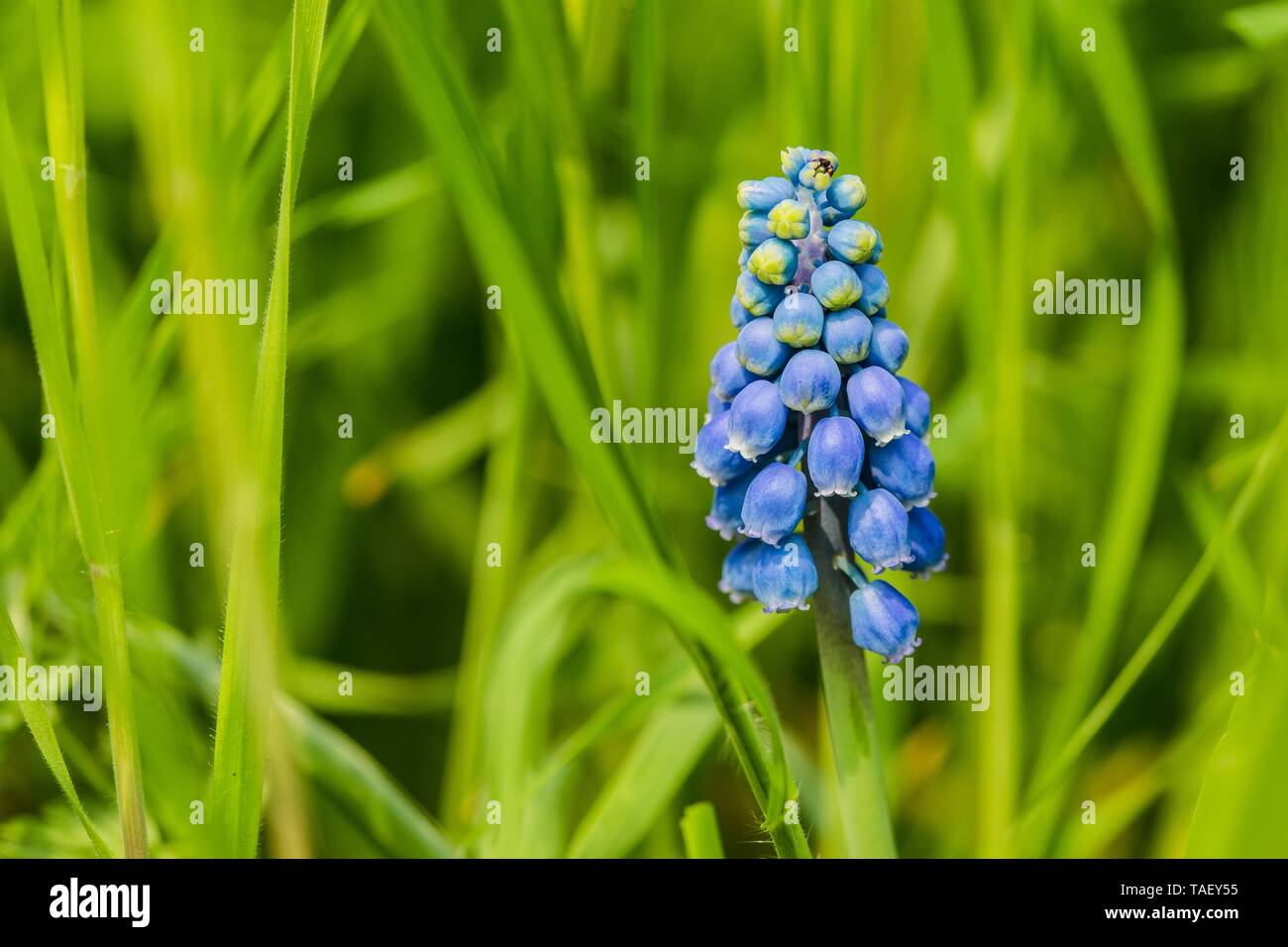 Blue Grape Hyacinth An Early Spring Perennial Bulbous Plant Growing In A Fresh Green Grass On A Sunny Day In A Garden Stock Photo Alamy