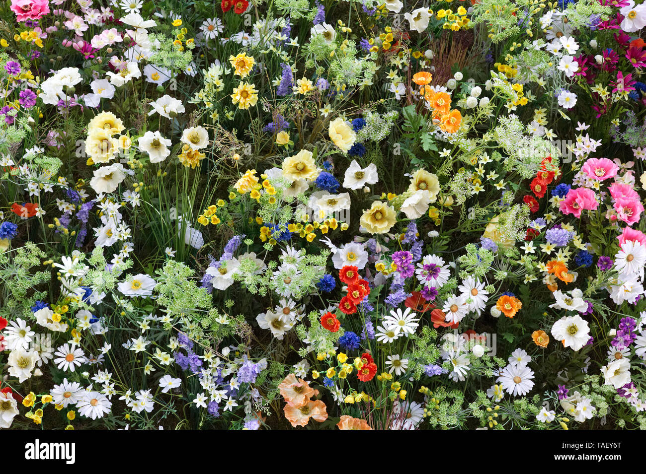 Chelsea in Bloom 2019, The Ivy, Chelsea Garden, wildflowers Stock Photo