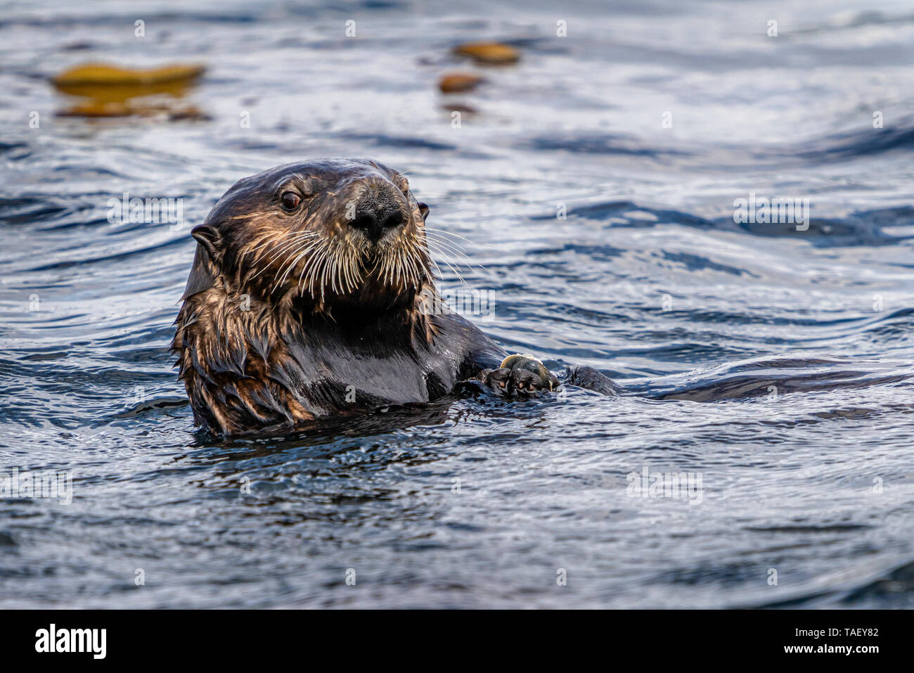 Sea otter (Enhydra lutris) eating a mussel   off the northwestern Vancouver Island shore, Cape Scott, British Columbia, Canada. Stock Photo