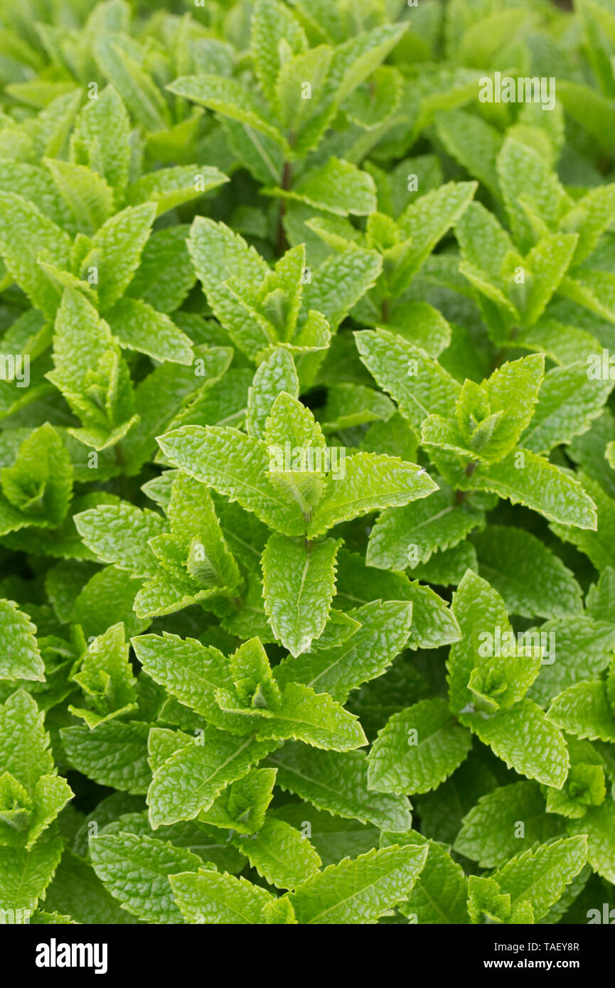 Mentha spicata leaves growing in an herb garden. Stock Photo
