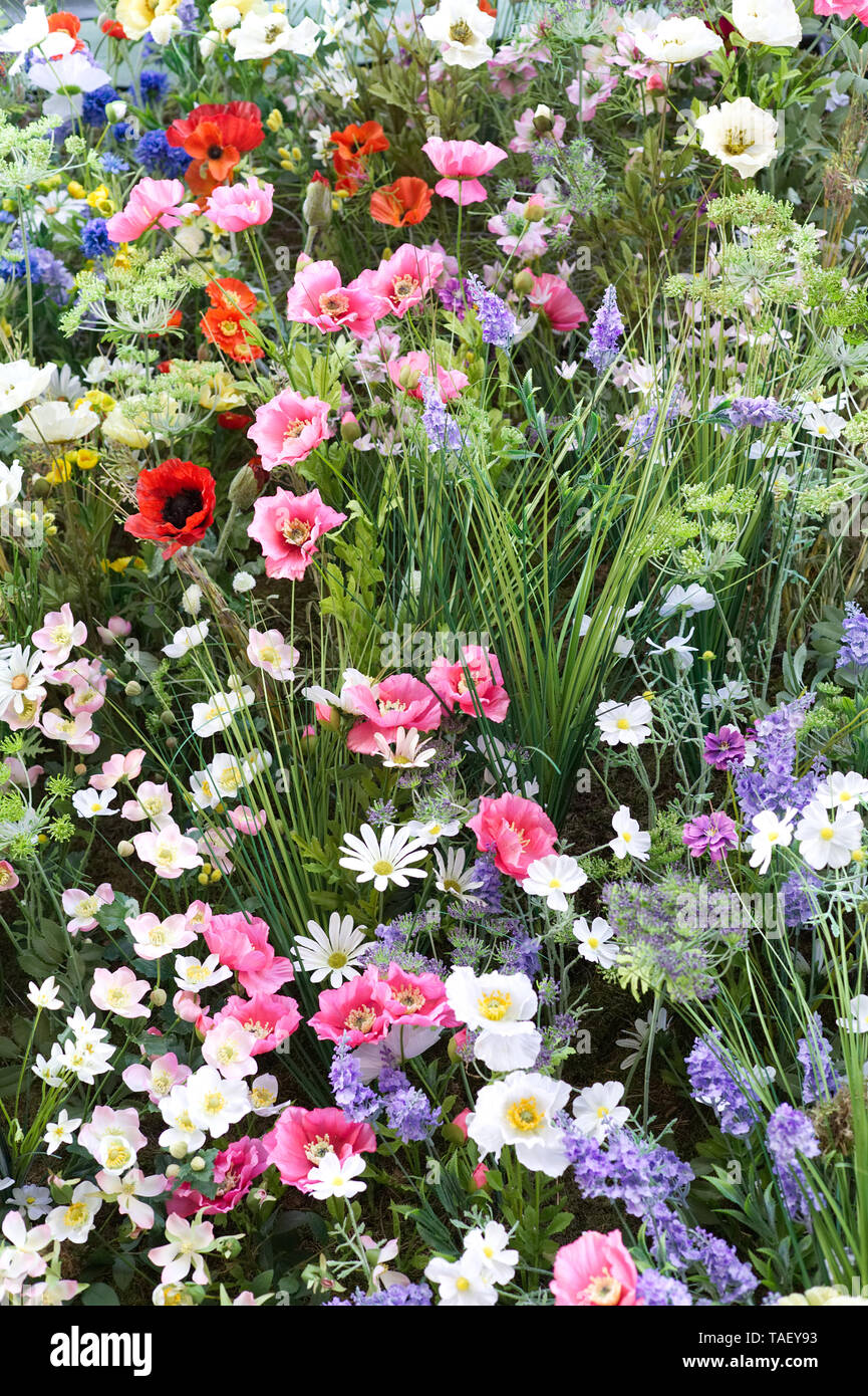 Chelsea in Bloom 2019, The Ivy, Chelsea Garden, wildflowers Stock Photo