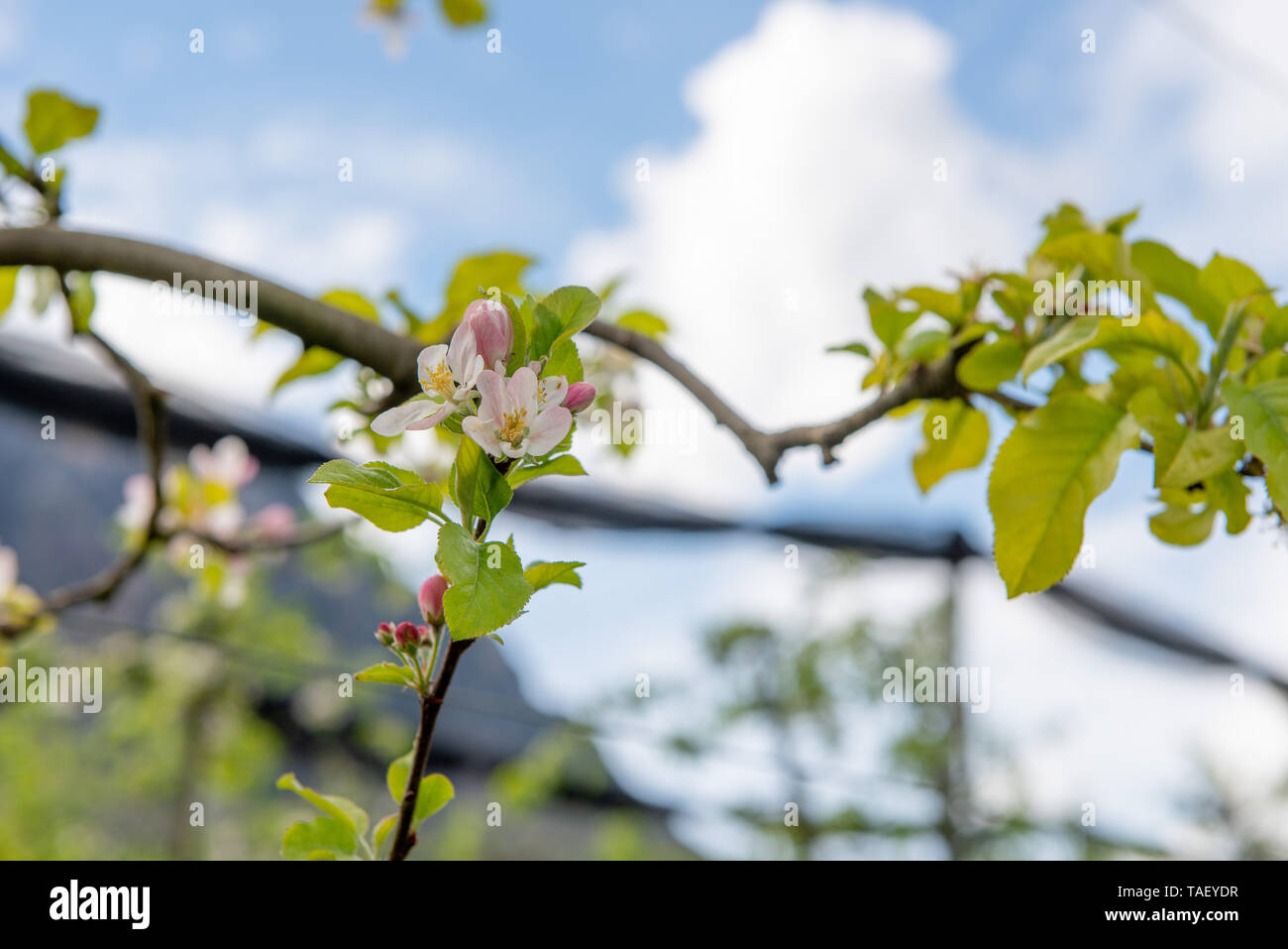 The flowers of the apple tree are hermaphroditic and develop together in inflorescences Stock Photo
