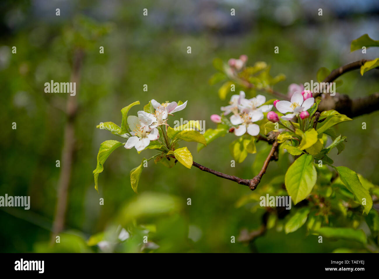 The flowers of the apple tree are hermaphroditic and develop together in inflorescences Stock Photo