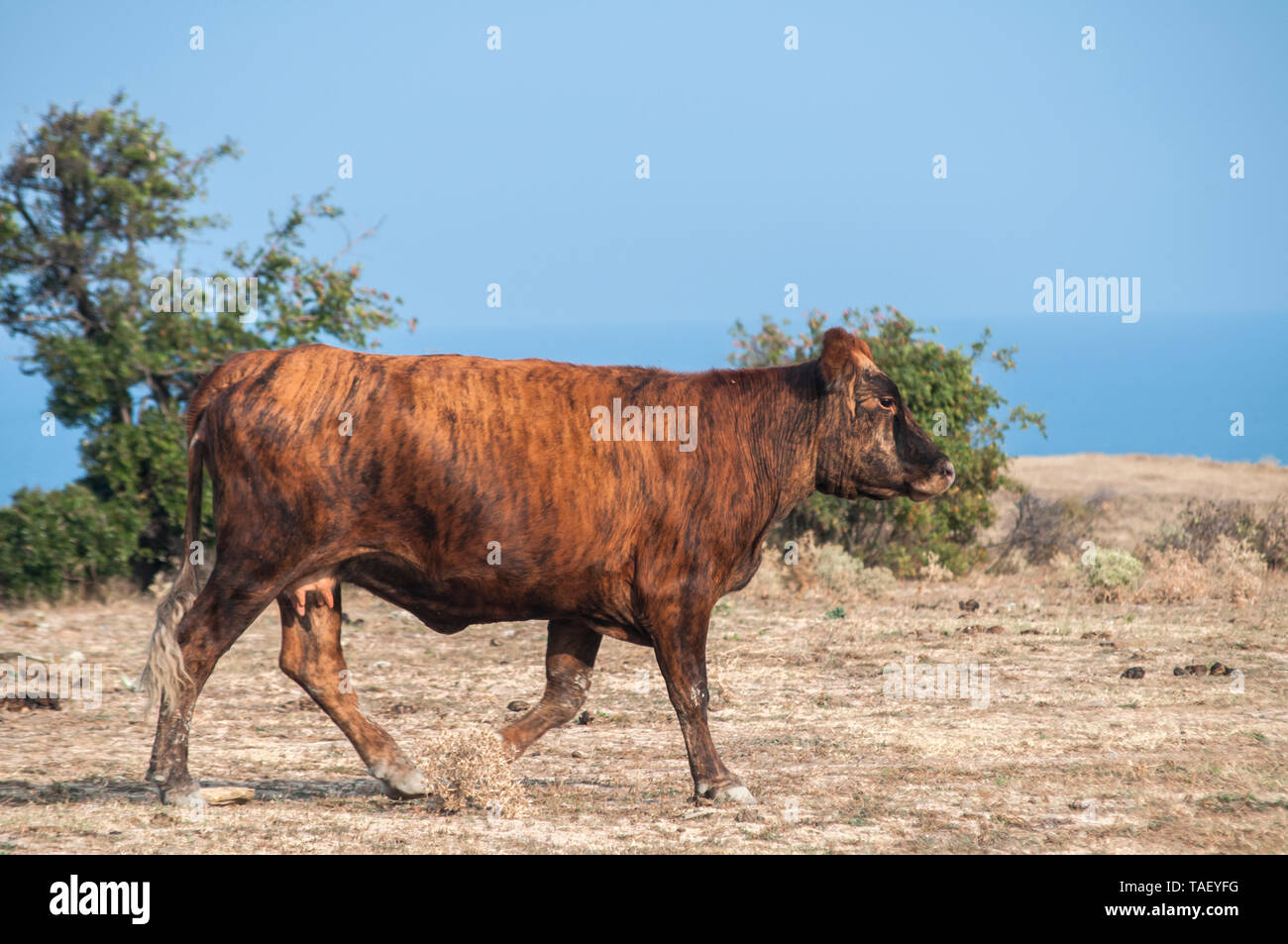 Brown cow on desert field and blue sea and sky background in sunny
