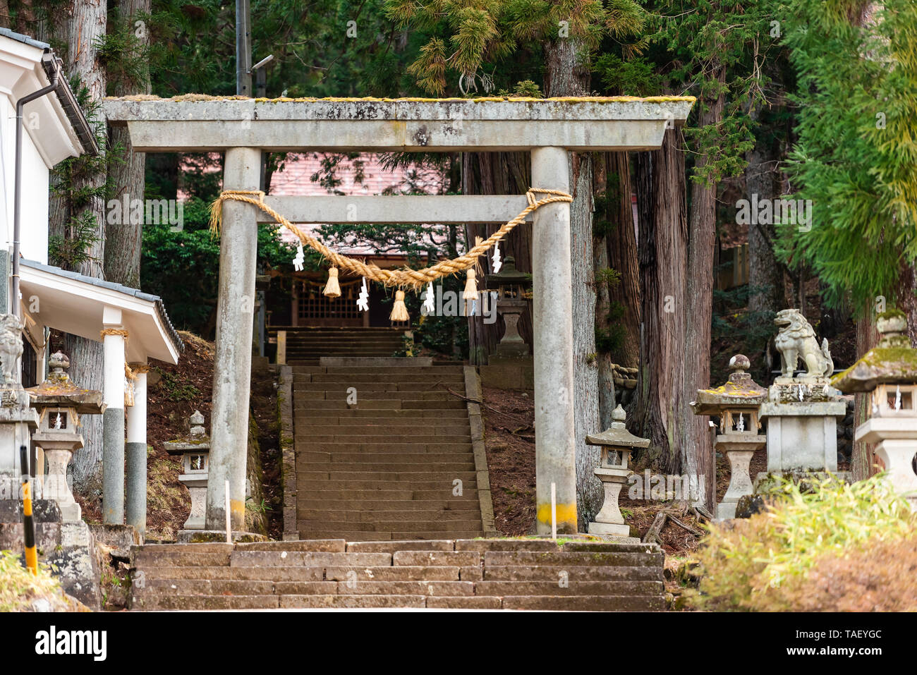 Japanese lanterns forest hires stock photography and images Alamy