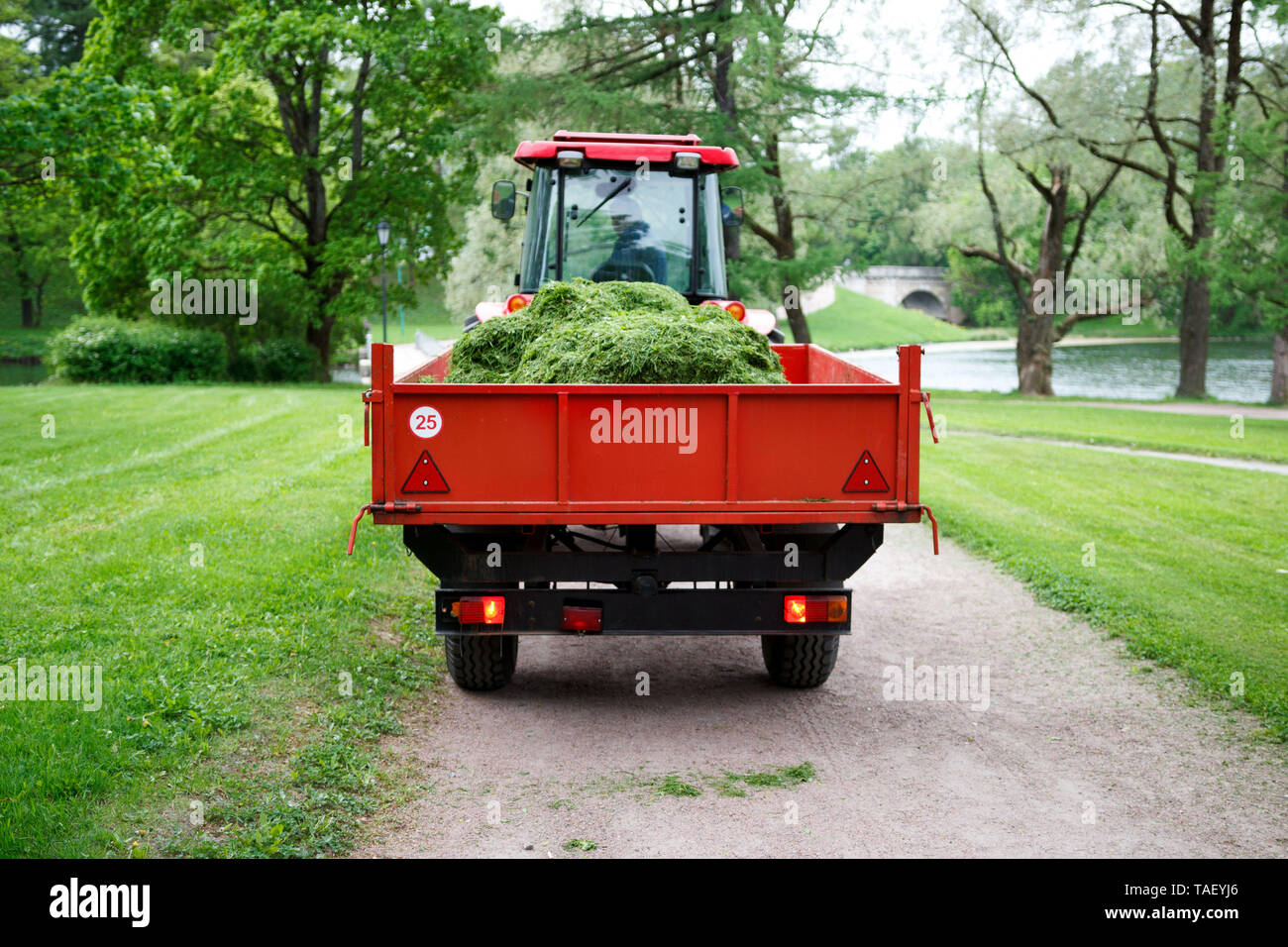 tractor with a small body, where folded grass which mowed on lawns using trimmers and lawn mowers. the territory of Gatchina Park. reportage Stock Photo