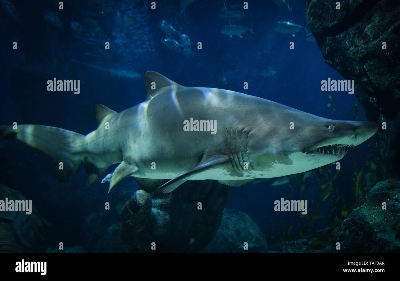 Great white shark picture underwater sea swimming marine life in ocean - large Ragged Tooth Shark or Sand Tiger Shark Stock Photo