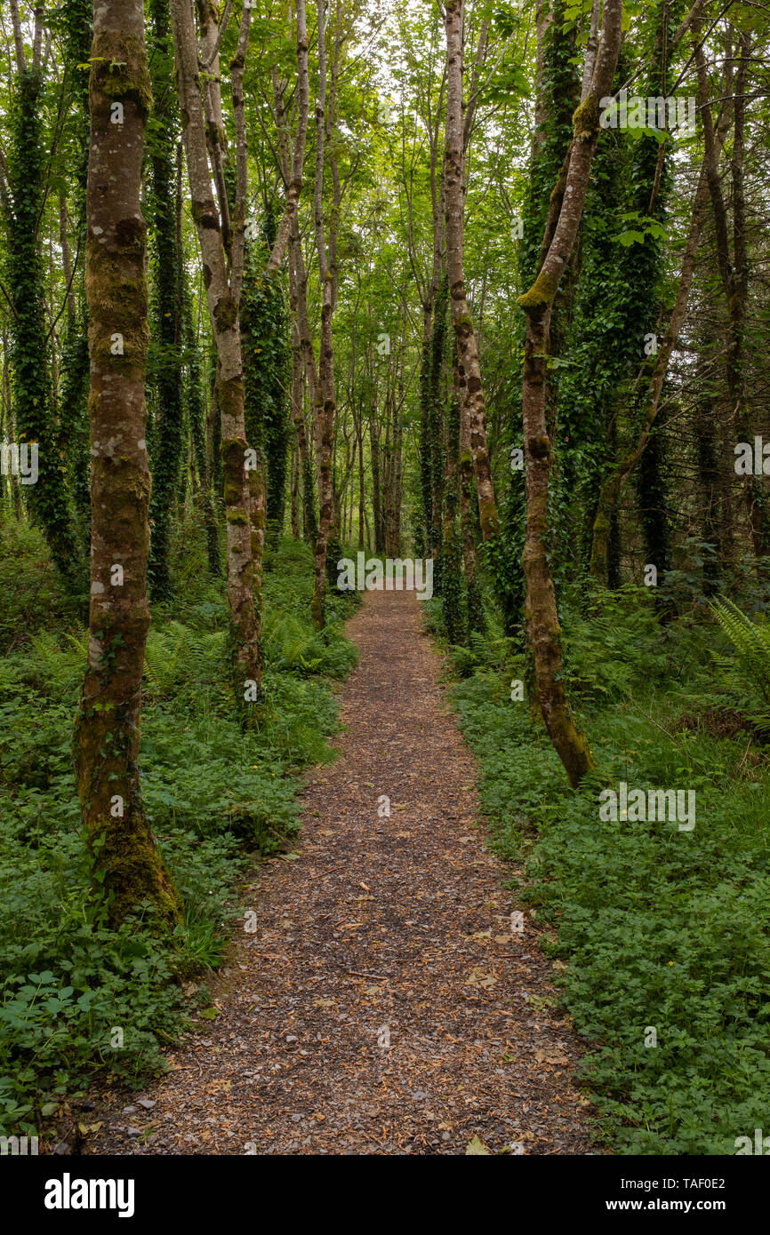 Woodland path leading through lush hi-res stock photography and images ...