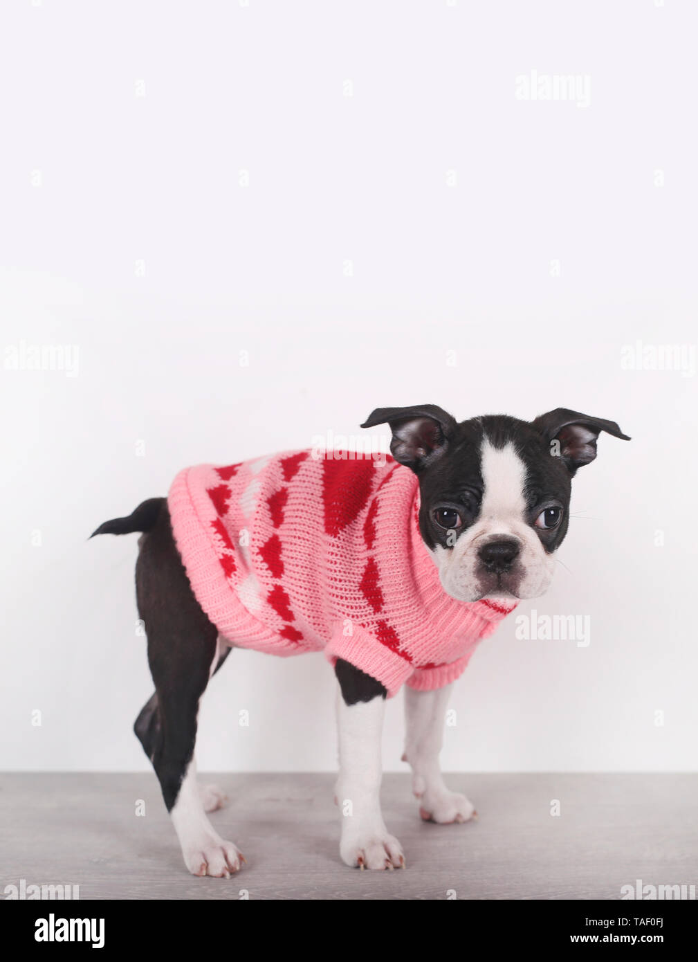 Portrait of Boston terrier puppy wearing pink pullover with hearts Stock Photo