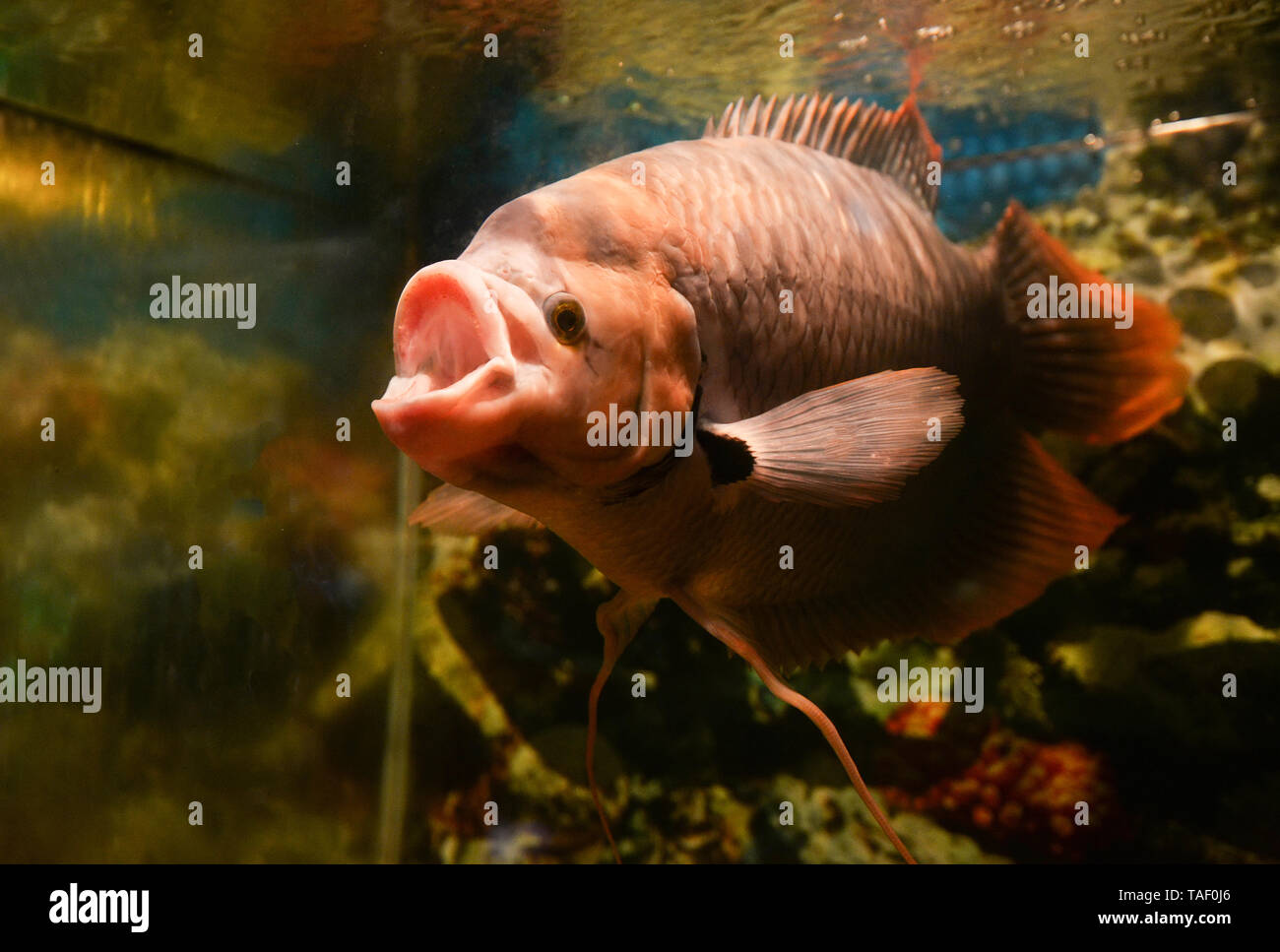 Giant red tail gourami fish swimming underwater aquarium in the fish tank / Colorful Giant gourami Osphronemus goramy Stock Photo