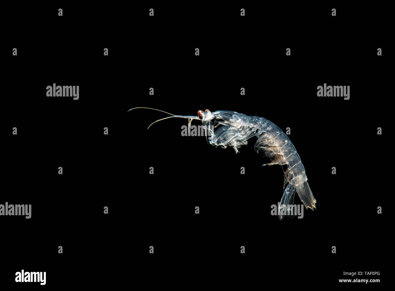 Squilla mantis, Mantis shrimp Stock Photo