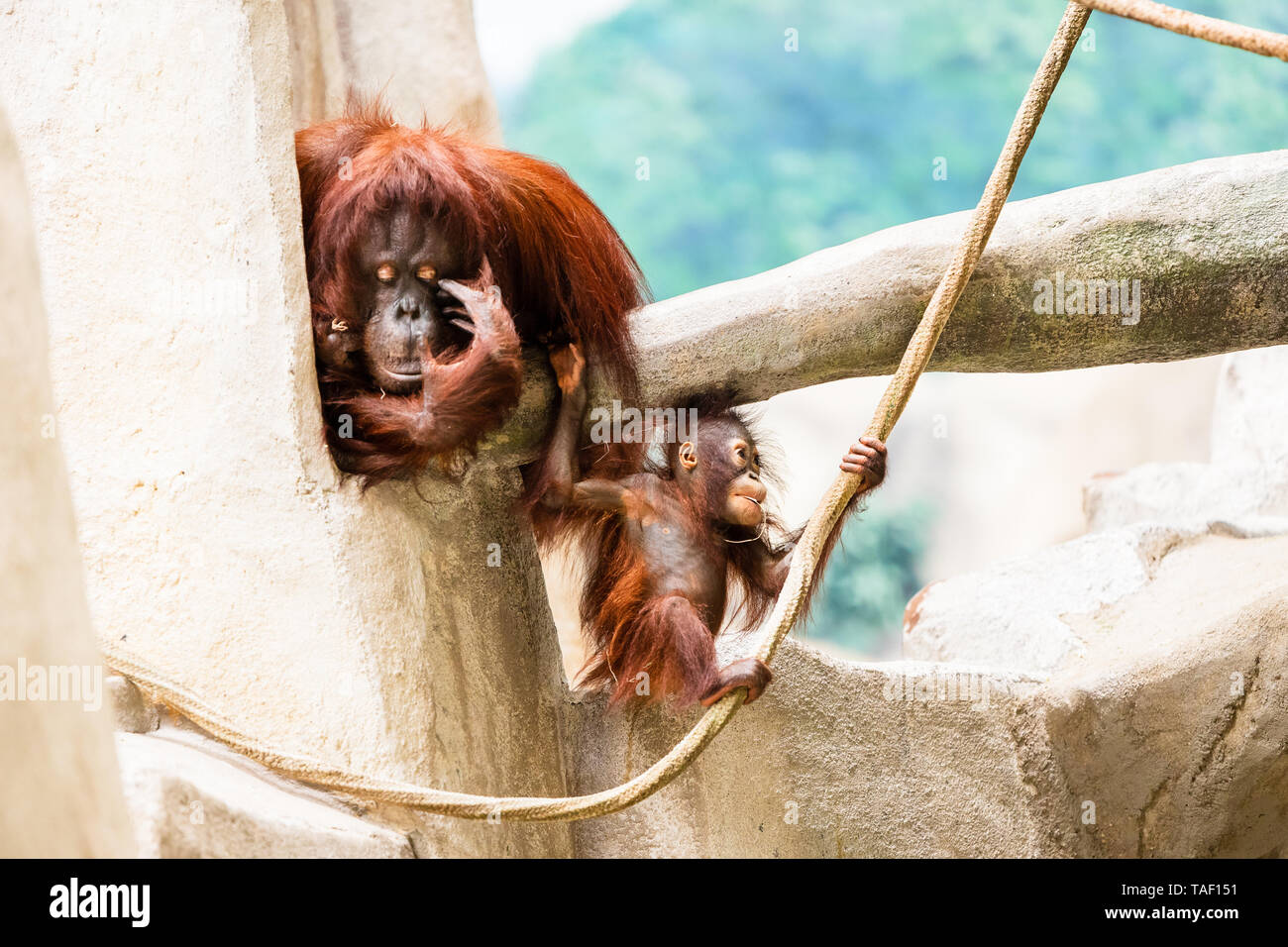 A young orangutan playing while its mother watches. Stock Photo