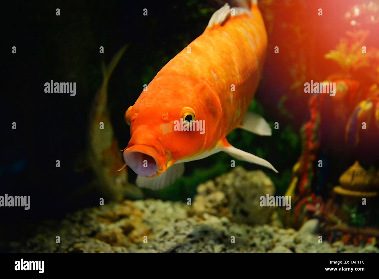 Orange common carp fish swimming underwater aquarium / koi fish Stock Photo  - Alamy