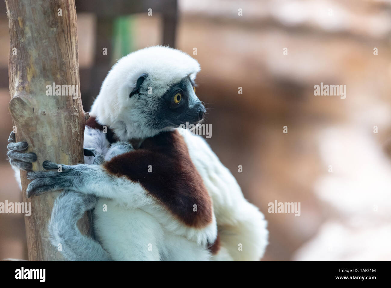 Typically African High Resolution Stock Photography and Images - Alamy
